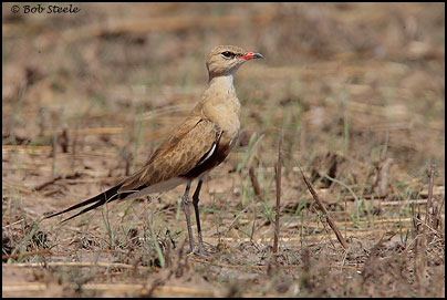 Australian Pratincole (Stiltia isabella)