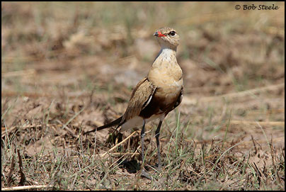 Australian Pratincole (Stiltia isabella)
