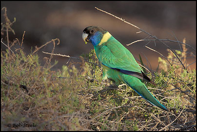 Australian Ringneck (Barnardius zonarius)