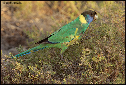 Australian Ringneck (Barnardius zonarius)