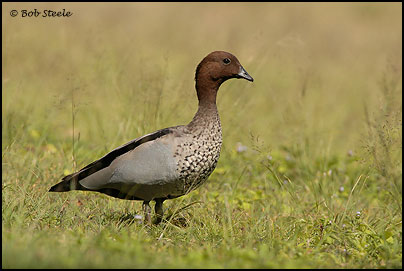 Australian Wood Duck (Chenonetta jubata)