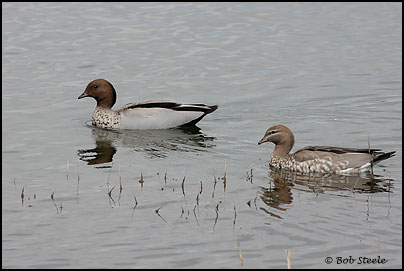 Australian Wood Duck (Chenonetta jubata)