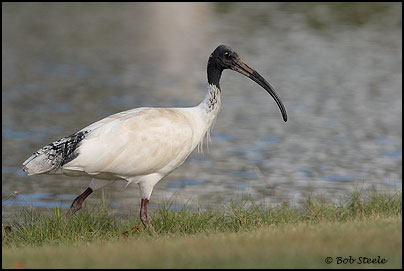 Australian White Ibis (Threskiornis molucca)