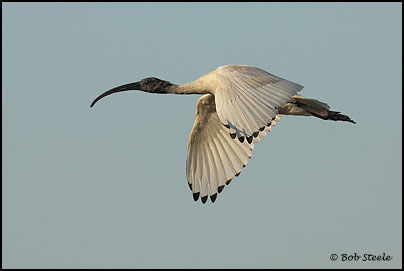 Australian White Ibis (Threskiornis molucca)
