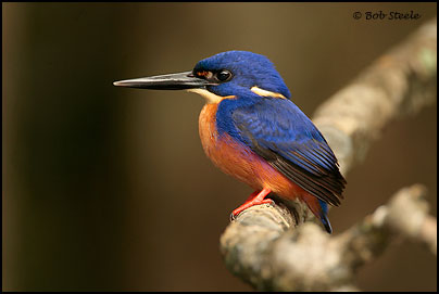 Azure Kingfisher (Ceyx azurea)