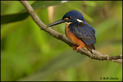 Azure Kingfisher (Ceyx azurea)