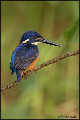 Azure Kingfisher (Ceyx azurea)
