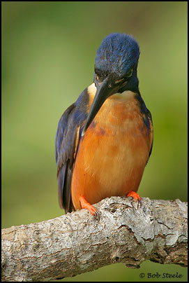 Azure Kingfisher (Ceyx azurea)