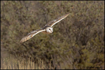 Barn Owl (Tyto alba)