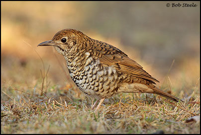 Bassian Thrush (Zoothera lunulata)