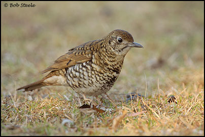 Bassian Thrush (Zoothera lunulata)