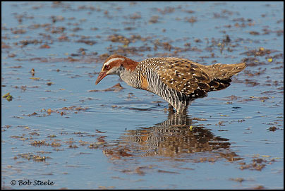 Buff-banded Rail (Gallirallus philippensis)