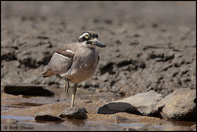 Beach Stone-curlew (Esacus neglectus)