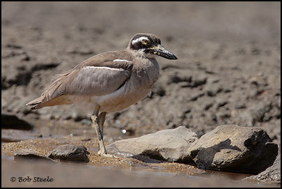 Beach Stone-curlew (Esacus neglectus)