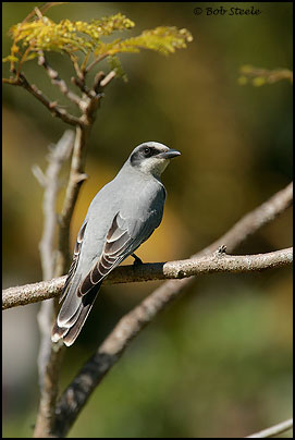Black-faced Cuckoo-Shrike (Coracina novaehollandiae)