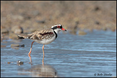 Black-fronted Dotterel (Elseyornis melanops)