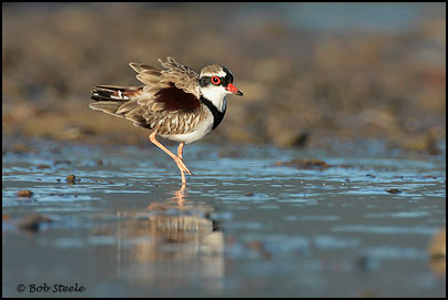 Black-fronted Dotterel (Elseyornis melanops)