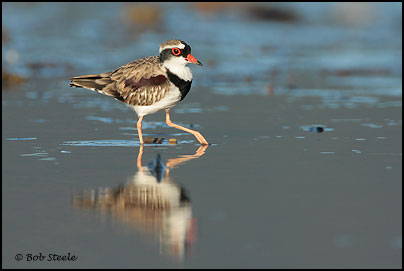 Black-fronted Dotterel (Elseyornis melanops)