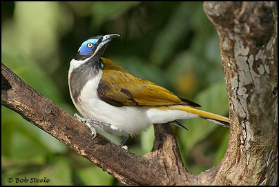 Blue-faced Honeyeater (Entomyzon cyanotis)
