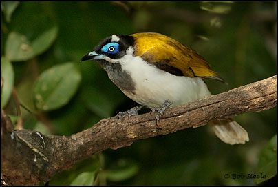 Blue-faced Honeyeater (Entomyzon cyanotis)