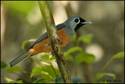Black-faced Monarch (Monarcha melanopsis)
