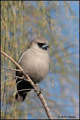 Black-faced Woodswallow (Artamus cinereus)