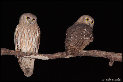 Barking Owl (Ninox connivens)