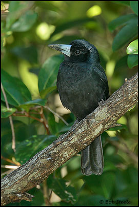 Black Butcherbird (Cracticus quoyi)