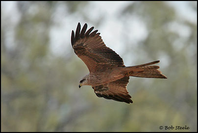 Black Kite (Milvus migrans)