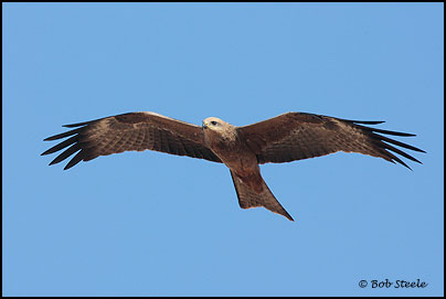 Black Kite (Milvus migrans)