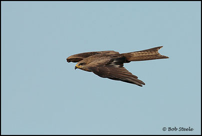 Black Kite (Milvus migrans)