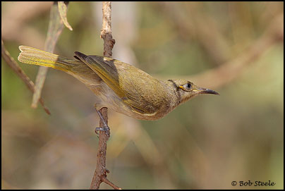 Brown Honeyeater (Lichmera indistincta)