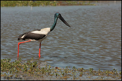 Black-necked Stork (Ephippiorhynchus asiaticus)