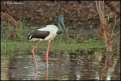 Black-necked Stork (Ephippiorhynchus asiaticus)