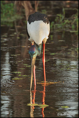Black-necked Stork (Ephippiorhynchus asiaticus)