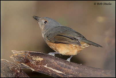 Bower's Shrike-thrush (Colluricincla boweri)