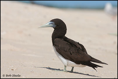 Brown Booby (Sula leucogaster)