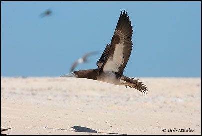 Brown Booby (Sula leucogaster)