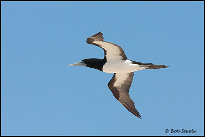 Brown Booby (Sula leucogaster)