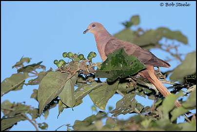 Brown Cuckoo-Dove (Macropygia amboinensis)