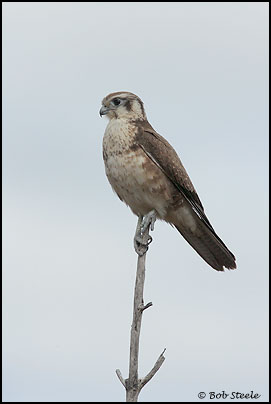 Brown Falcon (Falco berigora)