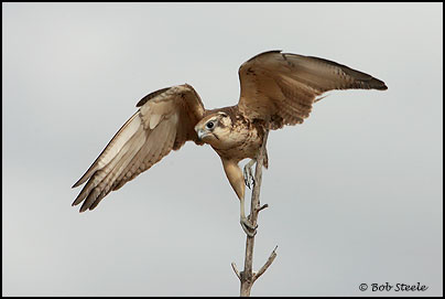 Brown Falcon (Falco berigora)