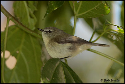 Brown Gerygone (Gerygone mouki)