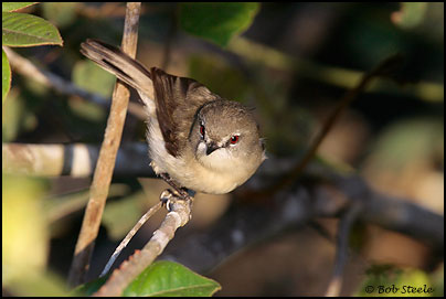 Brown Gerygone (Gerygone mouki)