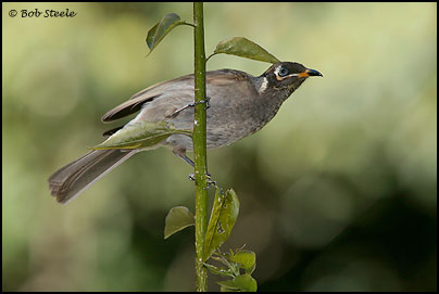 Bridled Honeyeater (Lichenostomus frenatus)