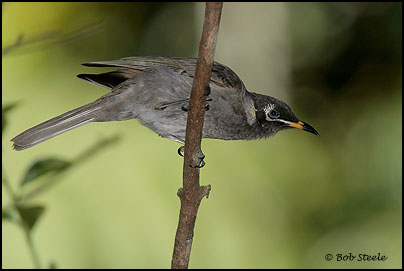Bridled Honeyeater (Lichenostomus frenatus)
