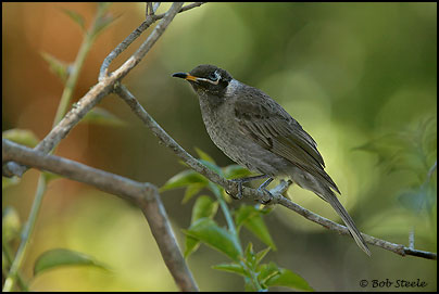 Bridled Honeyeater (Lichenostomus frenatus)