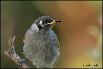 Bridled Honeyeater (Lichenostomus frenatus)
