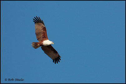 Brahminy Kite (Haliastur indus)
