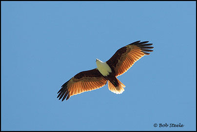 Brahminy Kite (Haliastur indus)